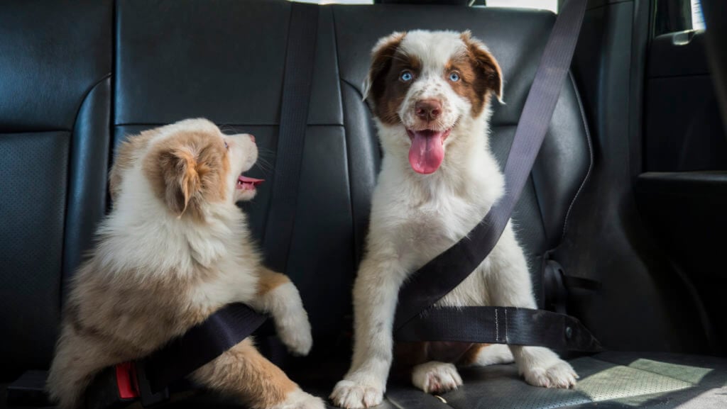 MyAirbags repairs and replaced dog chewed seat belts. Dog chewed seat belt repair available 24/7 online!
